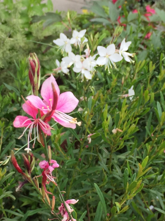 白蝶草花  又はガウラ  白花とピンク花